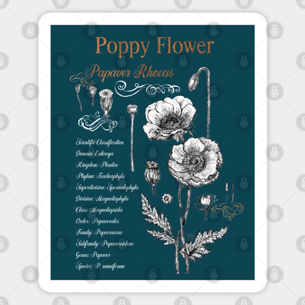 Poppy Flower - Botanical illustration with scientific classification. Magnet by FanitsaArt